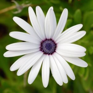 Kaapse margriet bloeit in levendige kleuren, winterhard.