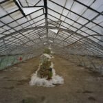 Plastic kas met potplanten in ijzeren kasinterieur.