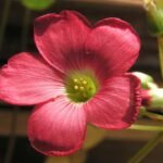 Oxalis tetraphylla plant met Iron Cross bladeren, groen en paars.