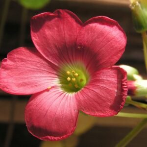 Oxalis tetraphylla plant met Iron Cross bladeren, groen en paars.