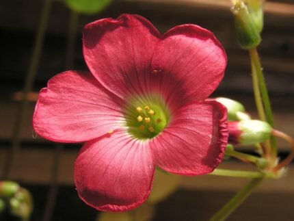 Oxalis tetraphylla plant met Iron Cross bladeren, groen en paars.