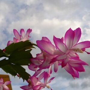 Dieproze klokvormige bloemen van Schlumbergera orssichiana op platte stengels.