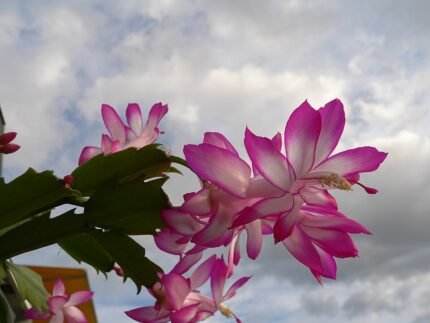Dieproze klokvormige bloemen van Schlumbergera orssichiana op platte stengels.
