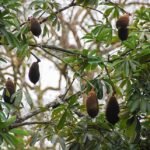 Pachira insignis plant met glanzende groene bladeren en gevlochten stam.