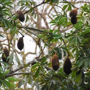 Pachira insignis plant met glanzende groene bladeren en gevlochten stam.
