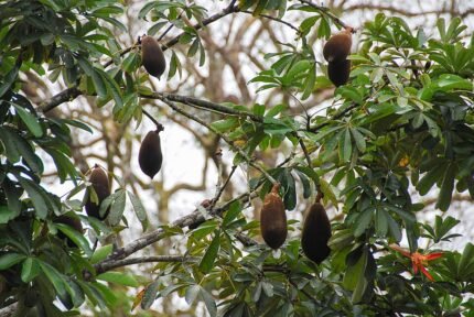 Pachira insignis plant met glanzende groene bladeren en gevlochten stam.