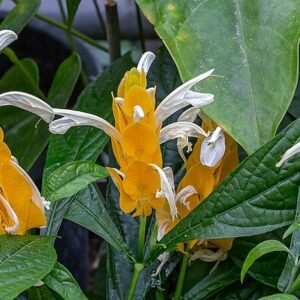 Pachystachys gele kegel bloem in Christchurch Botanic Gardens, Nieuw-Zeeland.