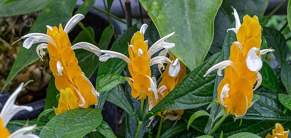 Pachystachys gele kegel bloem in Christchurch Botanic Gardens, Nieuw-Zeeland.