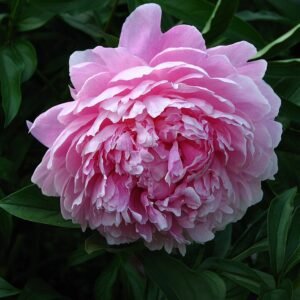 Paeonia 'Sarah Bernhardt' bloeiende roze pioenroos.