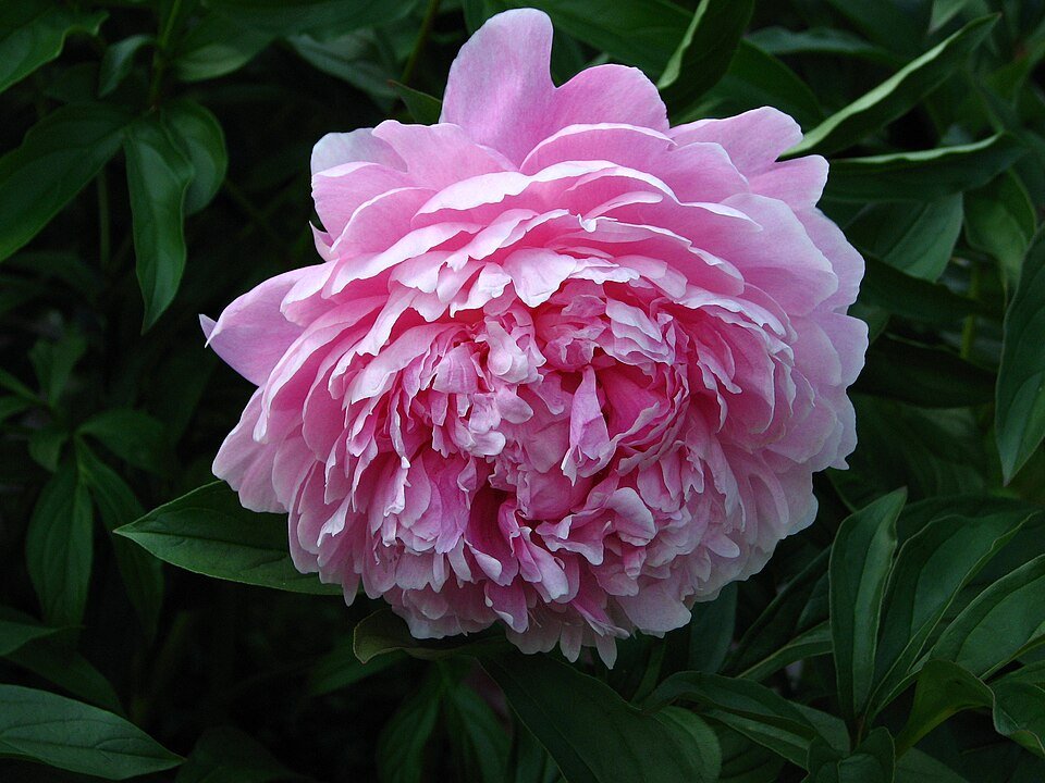 Paeonia 'Sarah Bernhardt' bloeiende roze pioenroos.