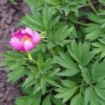 Paeonia veitchii bloem in bloei, roze en witte bloemblaadjes met groen blad.