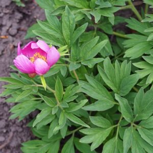 Paeonia veitchii bloem in bloei, roze en witte bloemblaadjes met groen blad.