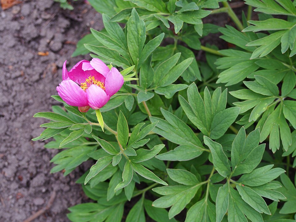 Paeonia veitchii bloem in bloei, roze en witte bloemblaadjes met groen blad.