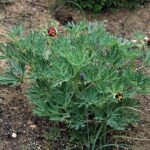 Bloeiende Paeonia californica plant in natuurlijke omgeving.