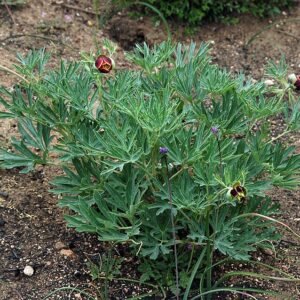 Bloeiende Paeonia californica plant in natuurlijke omgeving.