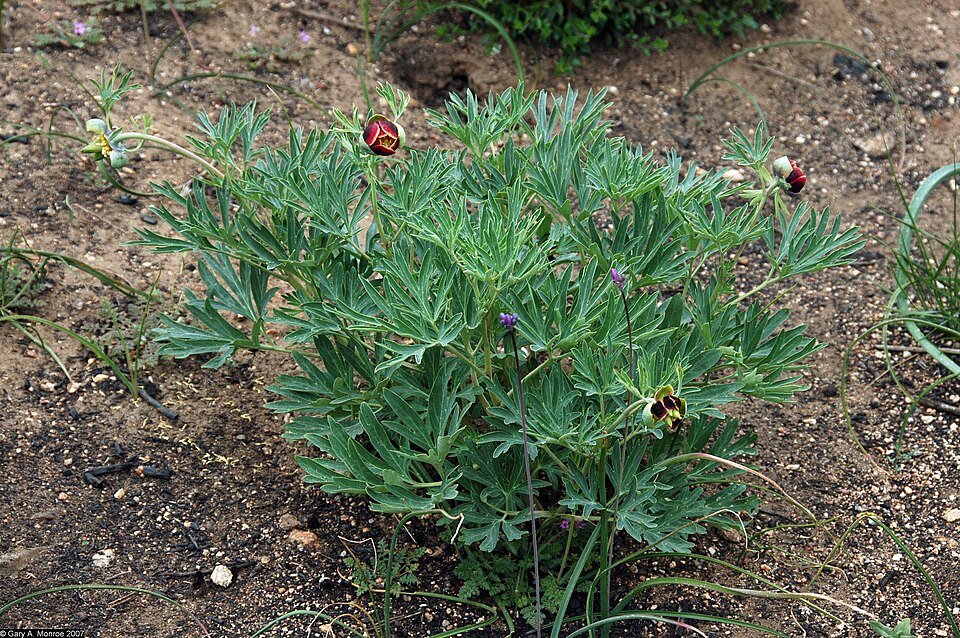 Bloeiende Paeonia californica plant in natuurlijke omgeving.