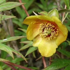 Paeonia delavayi bloeiende witte bloem met gele meeldraden.