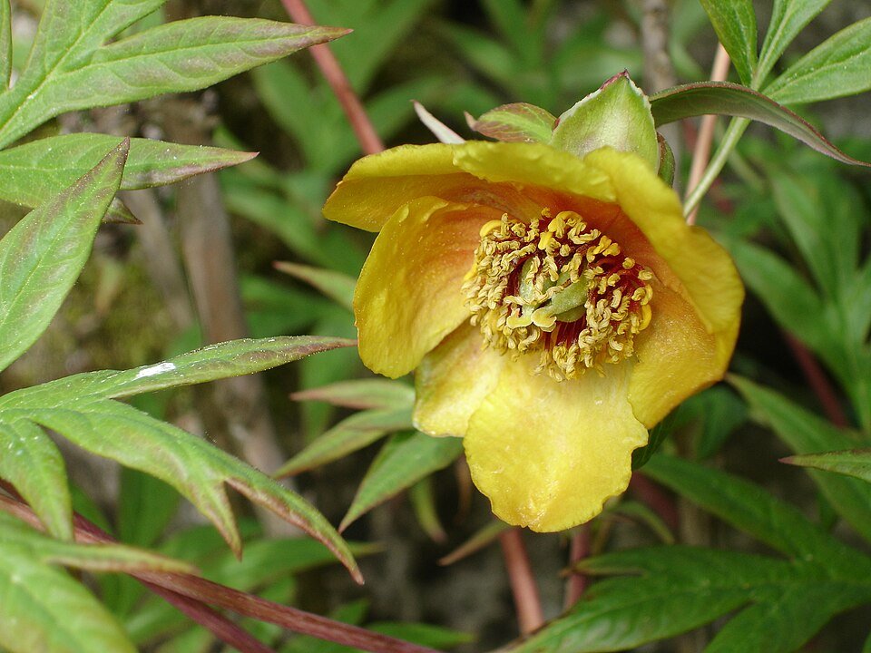 Paeonia delavayi bloeiende witte bloem met gele meeldraden.