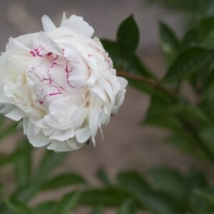 Bloeiende roze Paeonia lactiflora bloem met groen blad.