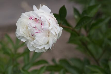 Bloeiende roze Paeonia lactiflora bloem met groen blad.
