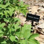 Paeonia mascula