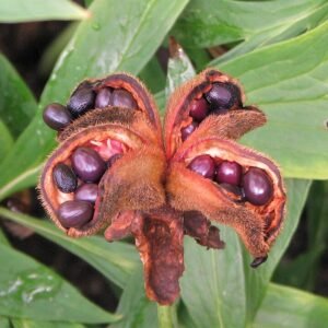 Pink Paeonia obovata flowers with yellow stamens in garden setting.