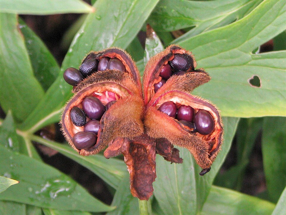 Pink Paeonia obovata flowers with yellow stamens in garden setting.