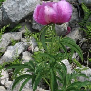 Boerenpioen bloem op kalkrijke grond.