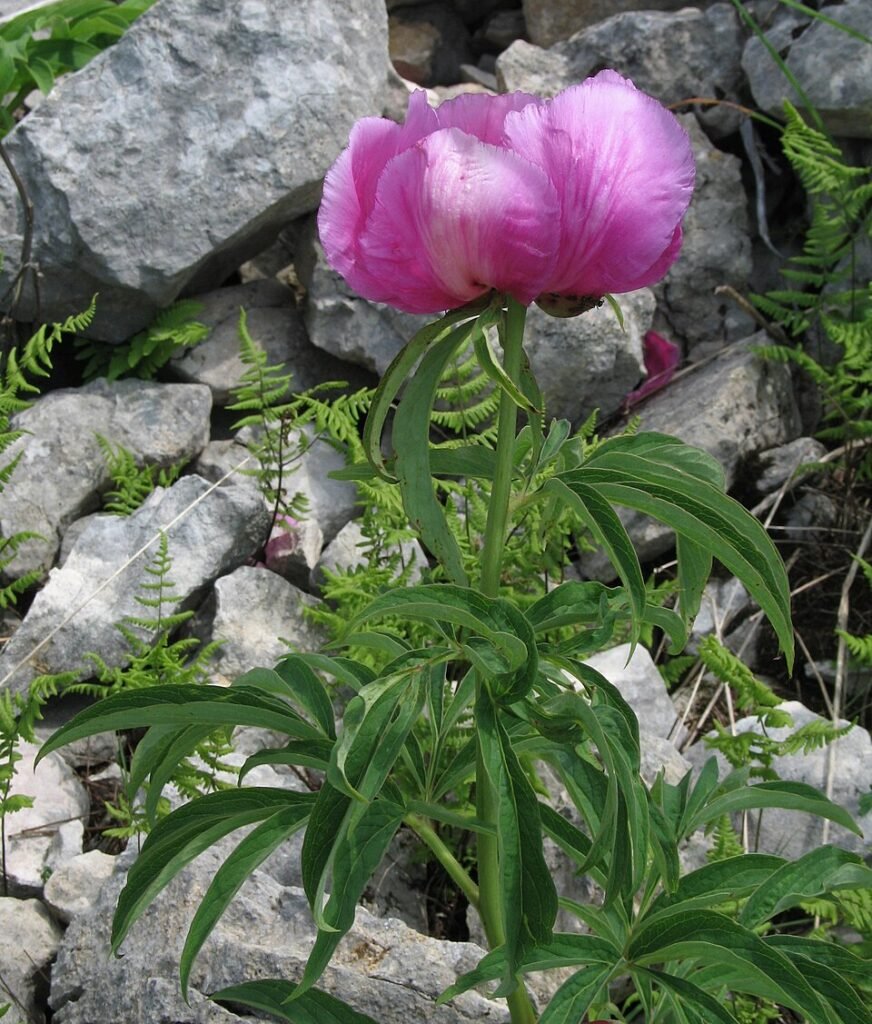 Boerenpioen bloem op kalkrijke grond.