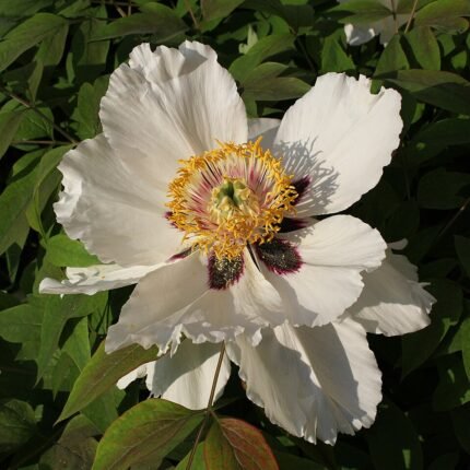 Paeonia Rockii bloem in volle bloei met roze en witte bloemblaadjes.