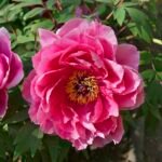 Paeonia (boompioen) bloem in volle bloei met roze bloemblaadjes.