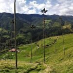 Ceroxylon quindiuense palmboom in Valle Cocora, schaduwrijke standplaats.
