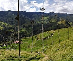 Ceroxylon quindiuense palmboom in Valle Cocora, schaduwrijke standplaats.
