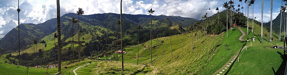 Ceroxylon quindiuense palmboom in Valle Cocora, schaduwrijke standplaats.