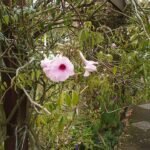 Pandorea bloem in witte en roze bloesems.