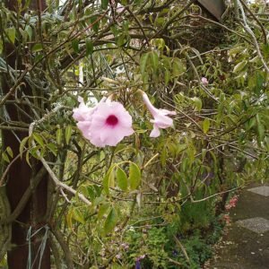 Pandorea bloem in witte en roze bloesems.