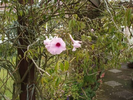 Pandorea bloem in witte en roze bloesems.