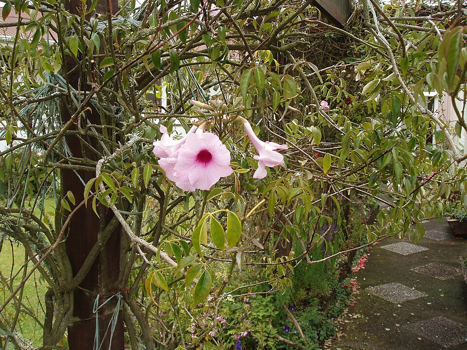 Pandorea bloem in witte en roze bloesems.