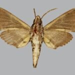 Panogena lingens mannetje van onderen gezien, Comoren, Mayotte.