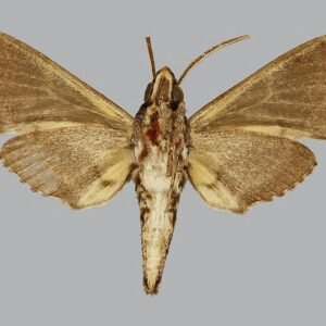 Panogena lingens mannetje van onderen gezien, Comoren, Mayotte.