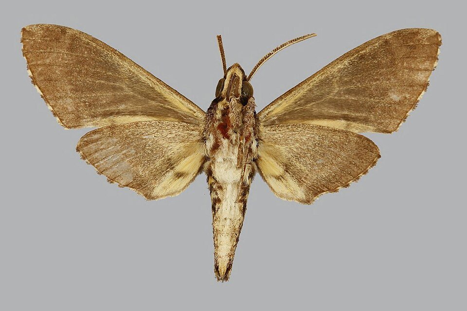 Panogena lingens mannetje van onderen gezien, Comoren, Mayotte.