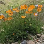 Rode Papaver lateritium bloem op een groene steel.
