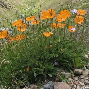 Rode Papaver lateritium bloem op een groene steel.