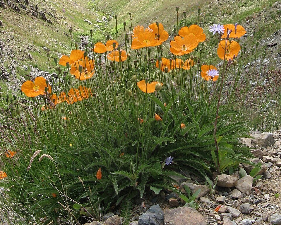 Rode Papaver lateritium bloem op een groene steel.