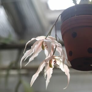Purple and white Paphinia herrerae orchid with green leaves on dark background.