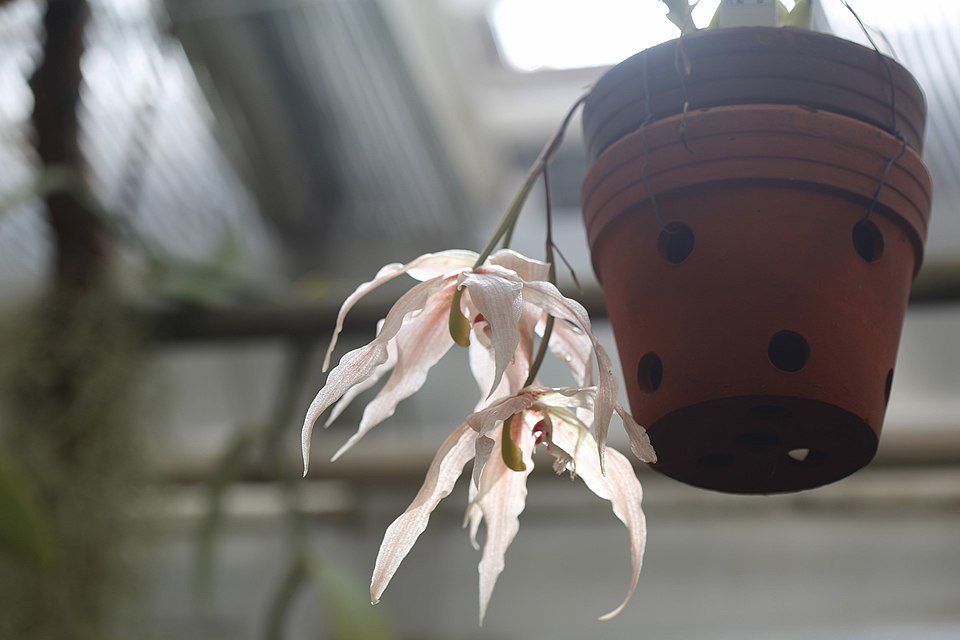 Purple and white Paphinia herrerae orchid with green leaves on dark background.