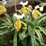 Paphiopedilum barbigerum orchidee met unieke bloembladen en groen blad.