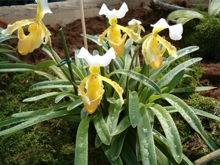 Paphiopedilum barbigerum orchidee met unieke bloembladen en groen blad.