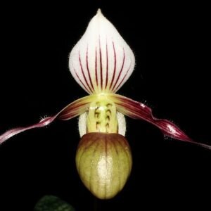 Paphiopedilum canhii orchid flower with vibrant colors and intricate details.
