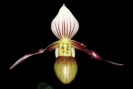 Paphiopedilum canhii orchid flower with vibrant colors and intricate details.